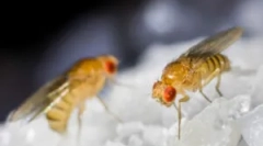 Hogyan lehet megszabadulni a legyekből drosophile a lakásban